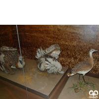 گونه میش مرغ Great Bustard